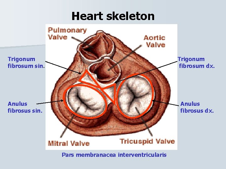 Heart skeleton Trigonum fibrosum sin. Trigonum fibrosum dx. Anulus fibrosus sin. Anulus fibrosus dx.