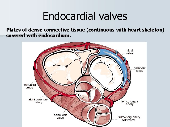 Endocardial valves Plates of dense connective tissue (continuous with heart skeleton) covered with endocardium.