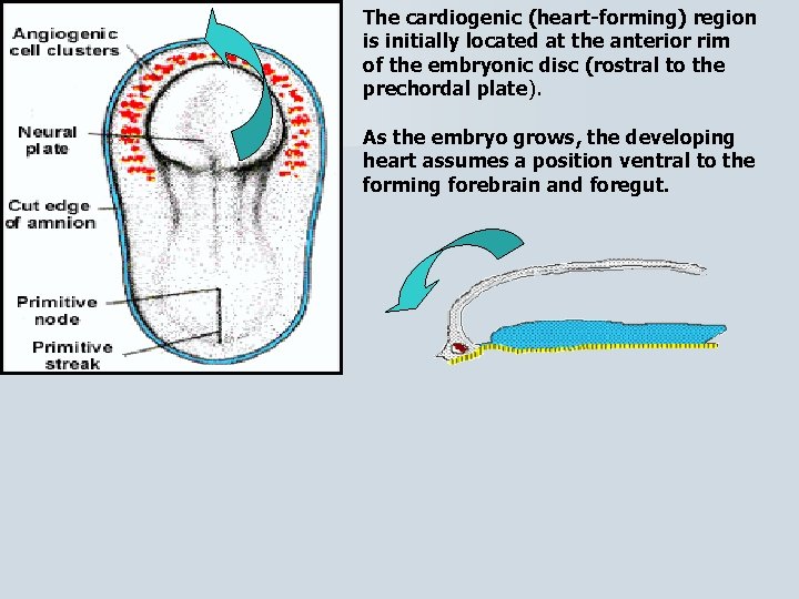 The cardiogenic (heart-forming) region is initially located at the anterior rim of the embryonic