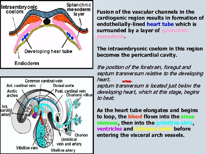 Fusion of the vascular channels in the cardiogenic region results in formation of endothelially-lined