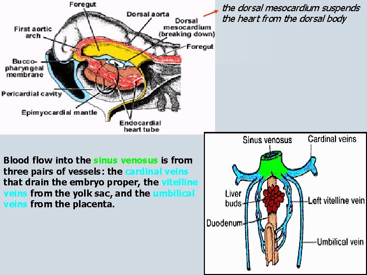 the dorsal mesocardium suspends the heart from the dorsal body Blood flow into the