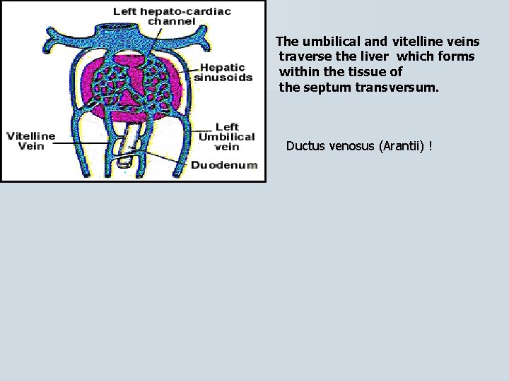 The umbilical and vitelline veins traverse the liver which forms within the tissue of