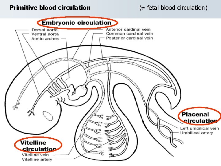 Primitive blood circulation ( fetal blood circulation) 