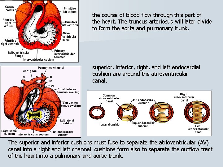 the course of blood flow through this part of the heart. The truncus arteriosus