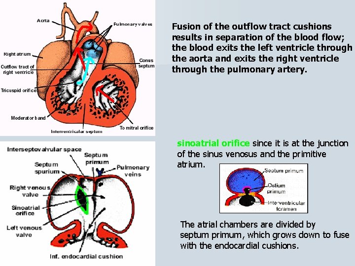 Fusion of the outflow tract cushions results in separation of the blood flow; the