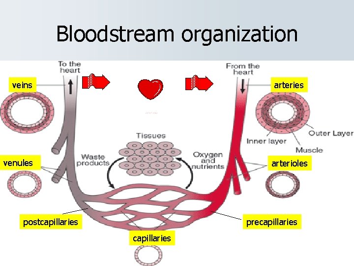 Bloodstream organization veins arteries venules arterioles postcapillaries precapillaries 