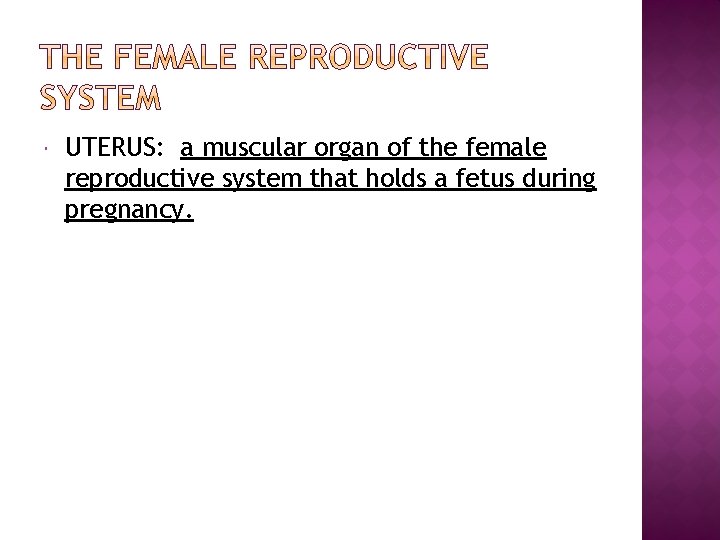  UTERUS: a muscular organ of the female reproductive system that holds a fetus