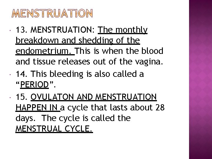  13. MENSTRUATION: The monthly breakdown and shedding of the endometrium. This is when