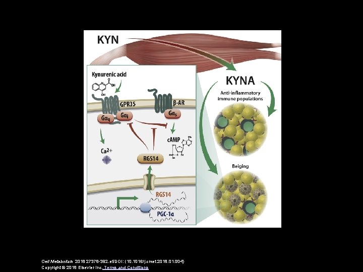 Cell Metabolism 2018 27378 -392. e 5 DOI: (10. 1016/j. cmet. 2018. 01. 004)