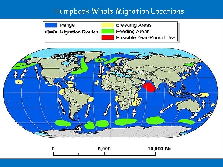 Humpback Whale Migration Locations 