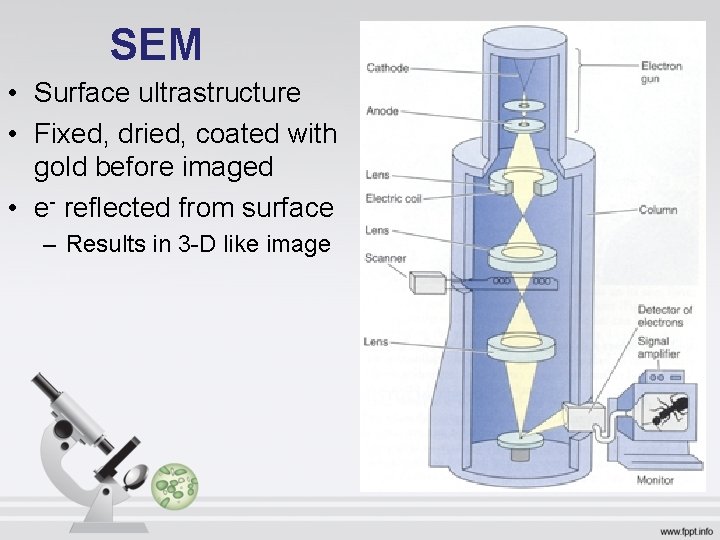 SEM • Surface ultrastructure • Fixed, dried, coated with gold before imaged • e-