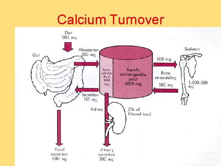 Calcium Turnover 