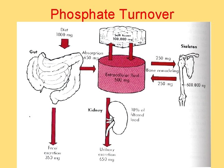 Phosphate Turnover 