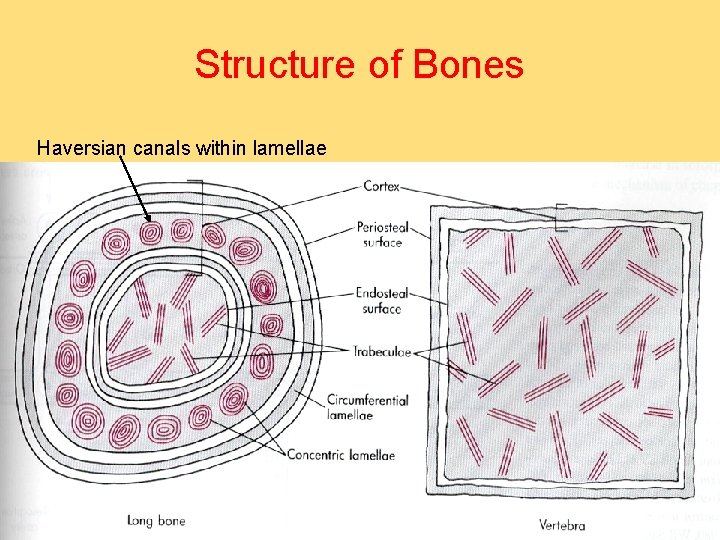 Structure of Bones Haversian canals within lamellae 