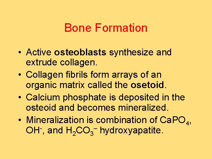 Bone Formation • Active osteoblasts synthesize and extrude collagen. • Collagen fibrils form arrays