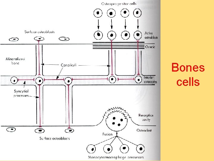 Bones cells 