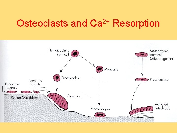 Osteoclasts and Ca 2+ Resorption 