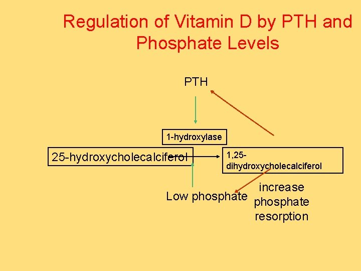 Regulation of Vitamin D by PTH and Phosphate Levels PTH 1 -hydroxylase 25 -hydroxycholecalciferol