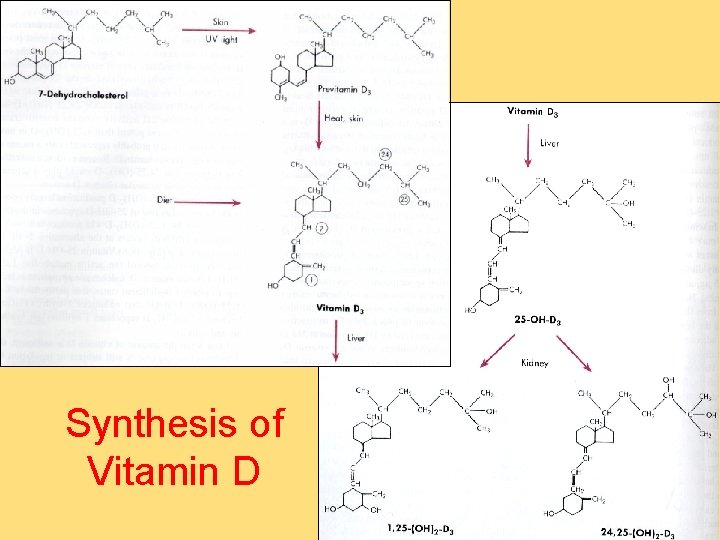 Synthesis of Vitamin D 