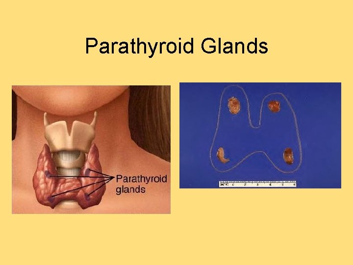 Parathyroid Glands 