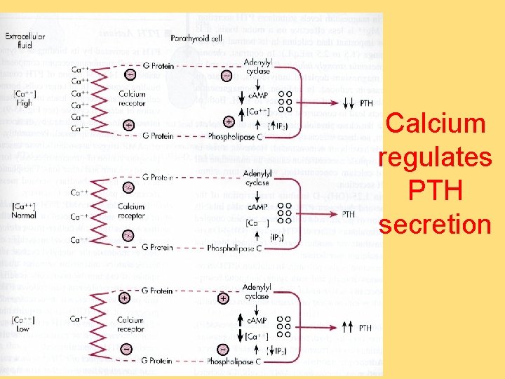 Calcium regulates PTH secretion 