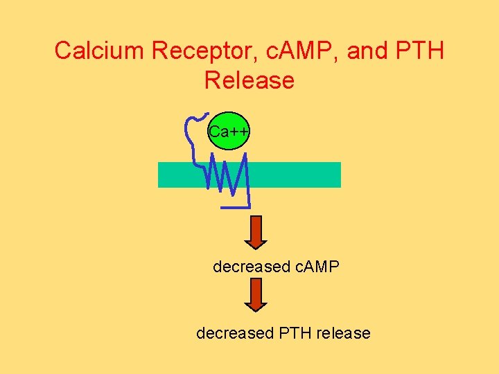 Calcium Receptor, c. AMP, and PTH Release Ca++ decreased c. AMP decreased PTH release