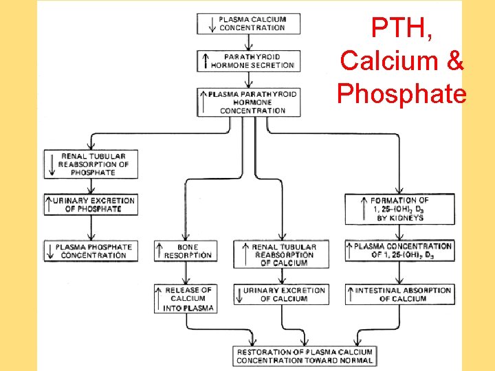 PTH, Calcium & Phosphate 