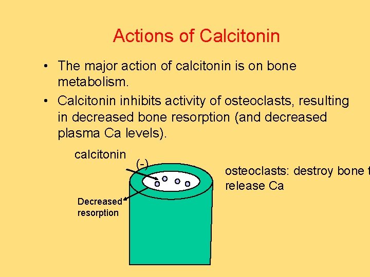 Actions of Calcitonin • The major action of calcitonin is on bone metabolism. •