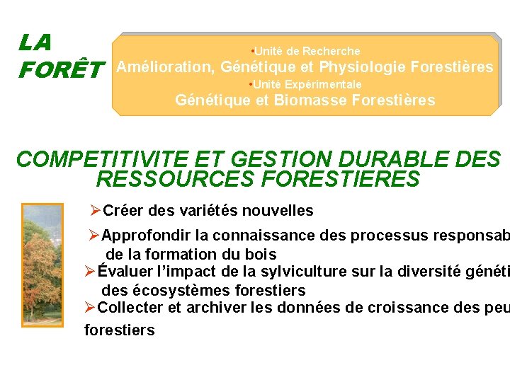 LA FORÊT • Unité de Recherche Amélioration, Génétique et Physiologie Forestières • Unité Expérimentale