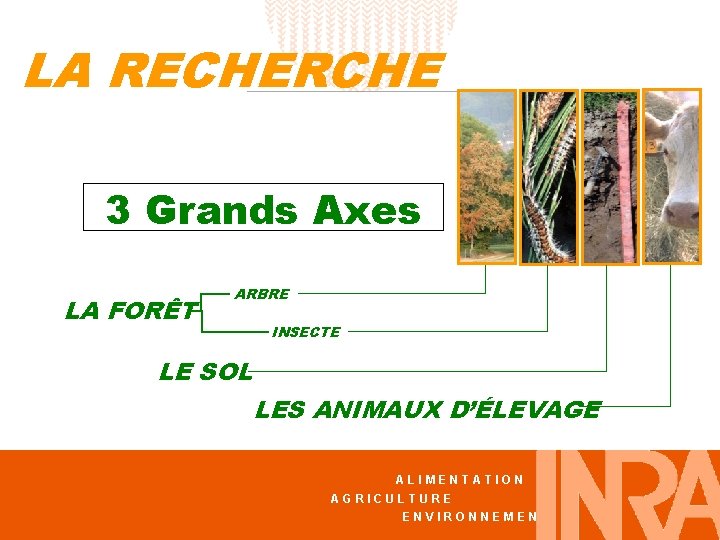 LA RECHERCHE 3 Grands Axes LA FORÊT ARBRE INSECTE LE SOL LES ANIMAUX D’ÉLEVAGE