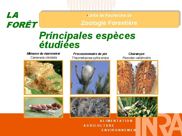 LA FORÊT • Unité de Recherche de Zoologie Forestière Principales espèces étudiées Mineuse du
