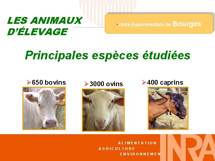 LES ANIMAUX D’ÉLEVAGE • Unité Expérimentale de Bourges Principales espèces étudiées Ø 650 bovins