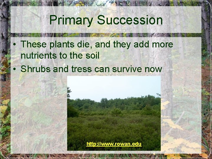Primary Succession • These plants die, and they add more nutrients to the soil