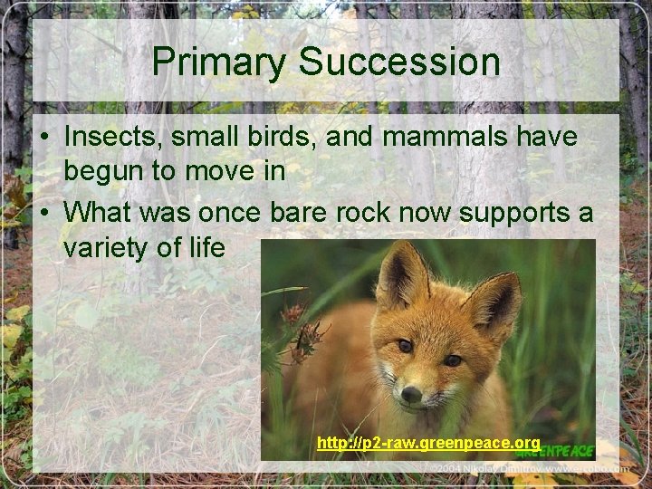 Primary Succession • Insects, small birds, and mammals have begun to move in •