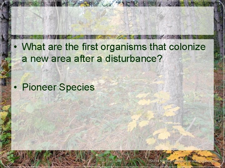  • What are the first organisms that colonize a new area after a