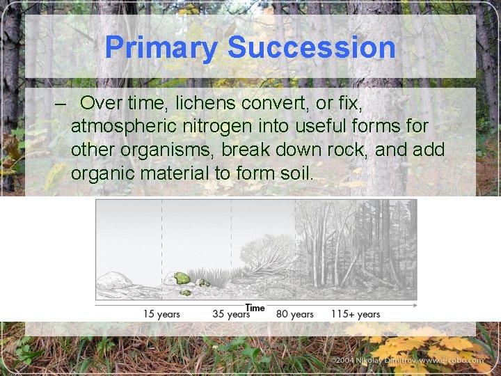 Primary Succession – Over time, lichens convert, or fix, atmospheric nitrogen into useful forms