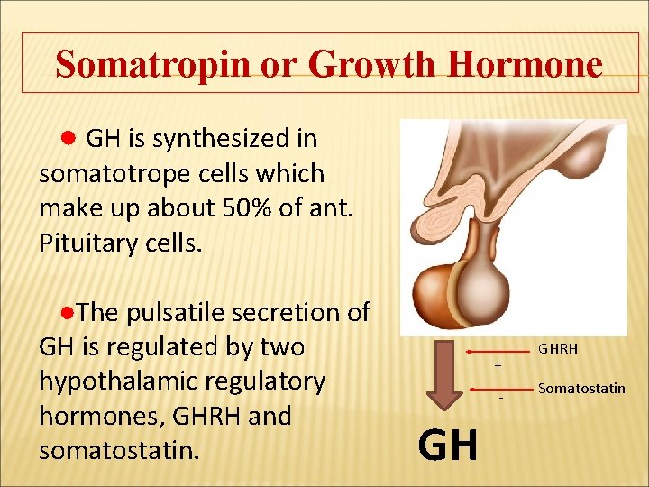 Somatropin or Growth Hormone ● GH is synthesized in somatotrope cells which make up