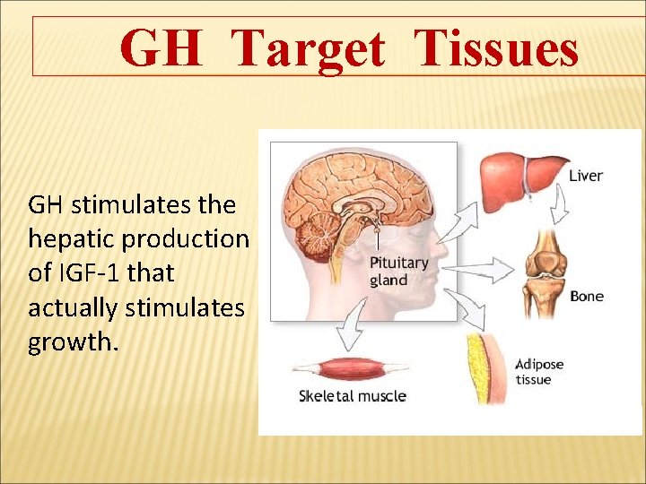 GH Target Tissues GH stimulates the hepatic production of IGF-1 that actually stimulates growth.