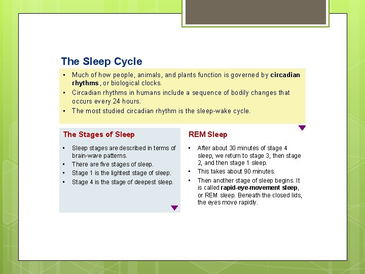 The Sleep Cycle • Much of how people, animals, and plants function is governed