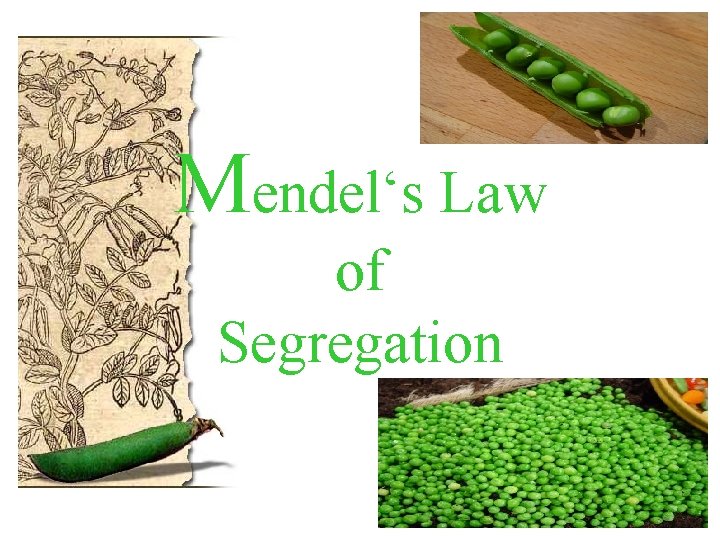 Mendel‘s Law of Segregation 