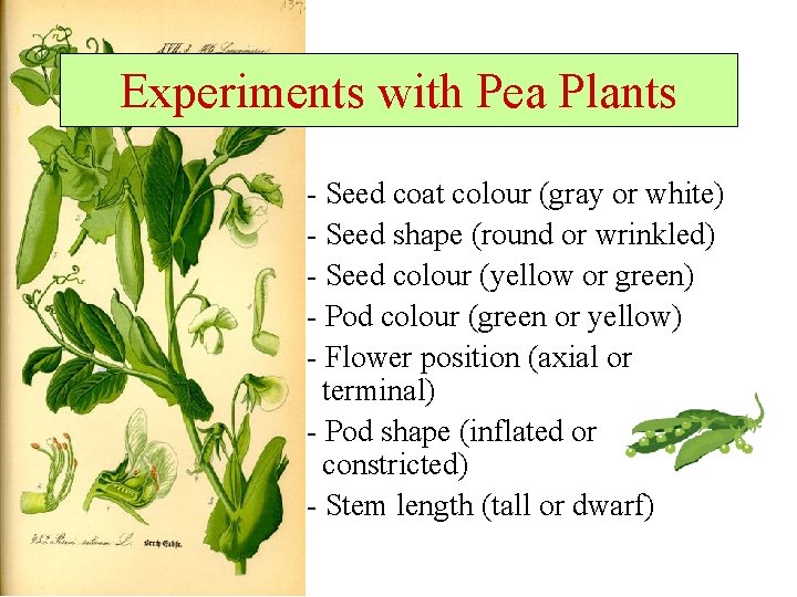 Experiments with Pea Plants - Seed coat colour (gray or white) - Seed shape