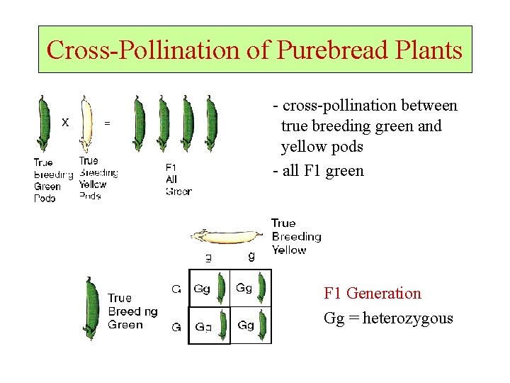 Cross-Pollination of Purebread Plants - cross-pollination between true breeding green and yellow pods -