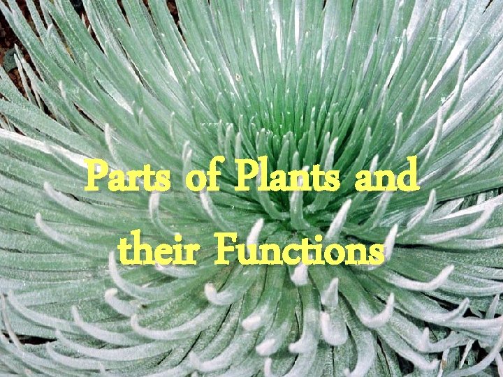 Parts of Plants and their Functions 