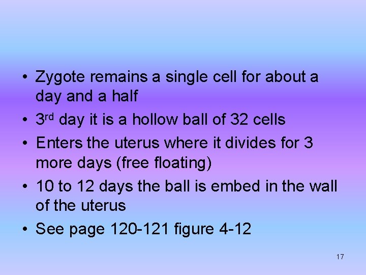  • Zygote remains a single cell for about a day and a half