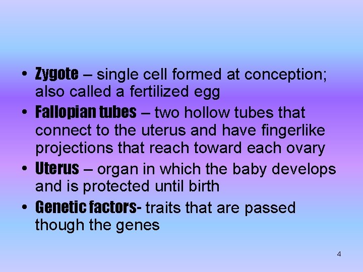  • Zygote – single cell formed at conception; also called a fertilized egg