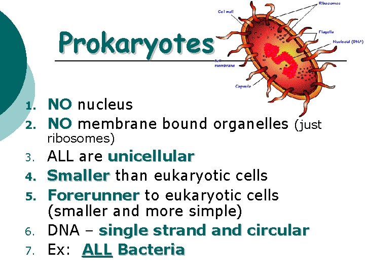 Prokaryotes 1. 2. 3. 4. 5. 6. 7. NO nucleus NO membrane bound organelles