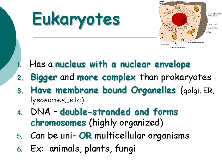 Eukaryotes 1. 2. 3. 4. 5. 6. Has a nucleus with a nuclear envelope