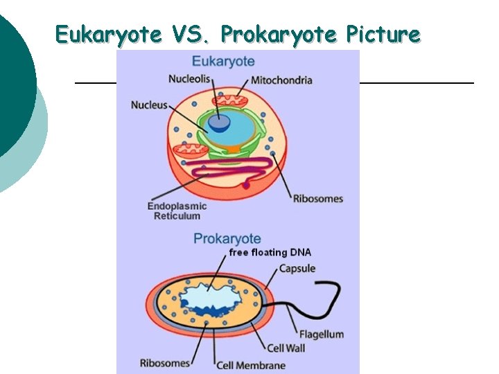 Eukaryote VS. Prokaryote Picture 