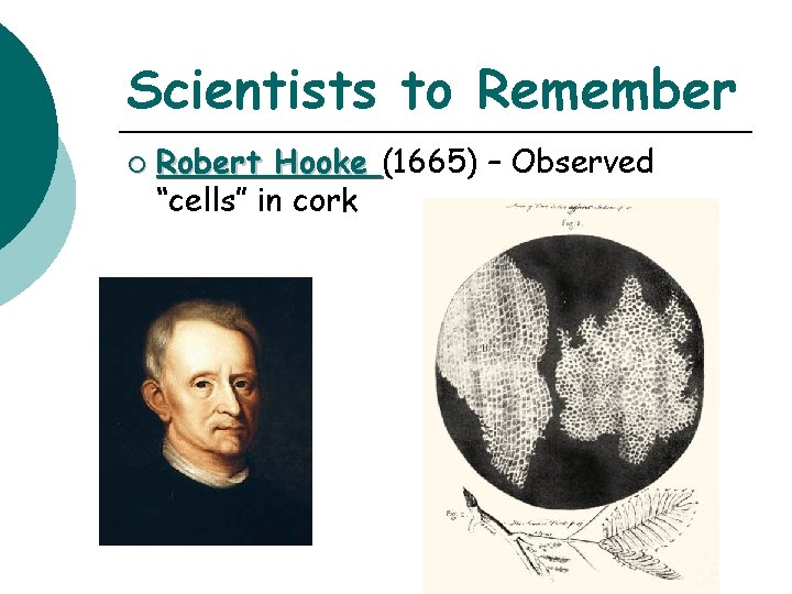 Scientists to Remember ¡ Robert Hooke (1665) – Observed “cells” in cork 