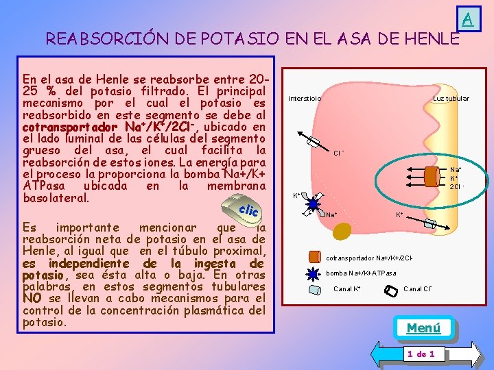 REABSORCIÓN DE POTASIO EN EL ASA DE HENLE En el asa de Henle se